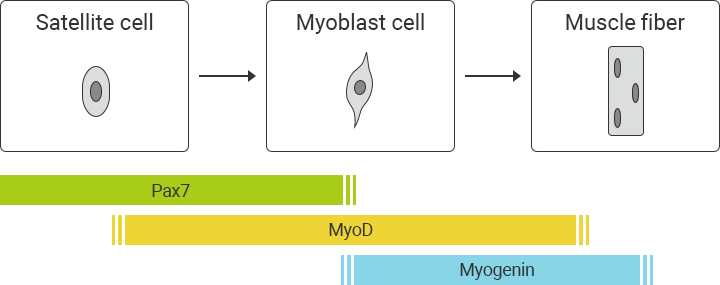 Mechanism of skeletal muscle regeneration