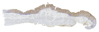 High-resolution images