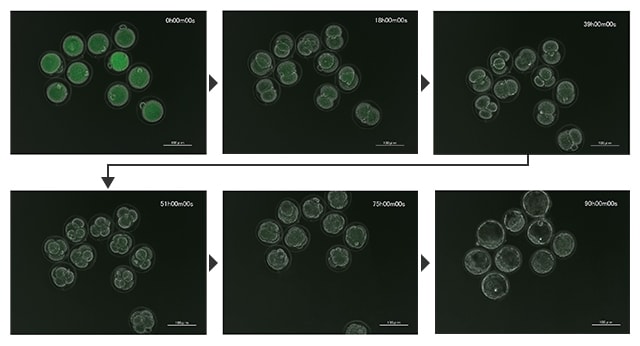 Time-lapse images of development of an early embryo in a mouse egg