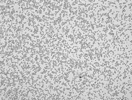 Analysis of pigment particles in paint (400x)