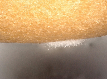 Observation of mold on a donut using the VHX Series 4K Digital Microscope