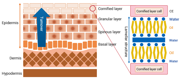 Stratum Corneum Evaluation by Tape Stripping KEYENCE America